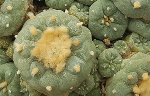 Lophophora Fricii La Pa 10 Seeds