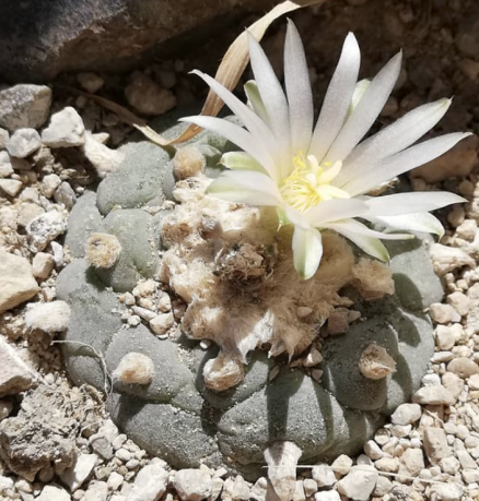 Lophophora Fricii White Flower 10 Seeds