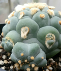 Lophophora Fricii Super White 10 Seeds