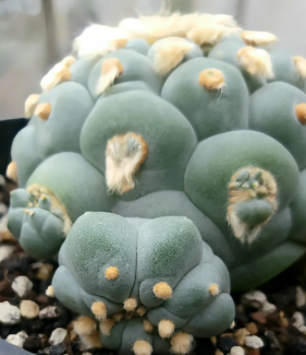 Lophophora Fricii Super White 10 Seeds