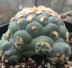 Lophophora Fricii Super White 10 Seeds