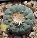 Lophophora Diffusa var. Fricii Forma Albiflora 10 Seeds