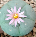 Lophophora Fricii var. Coahuila El Amparo 10 Seeds