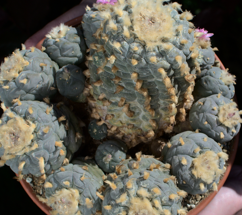 Lophophora williamsii var. Decipiens 10 Seeds