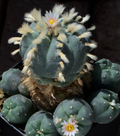 Lophophora williamsii var. El Huizache Entronque 10 Seeds