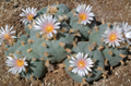Lophophora williamsii var. Huizache El Huizache 10 Seeds