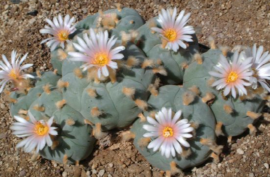 Lophophora williamsii var. Huizache El Huizache 10 Seeds