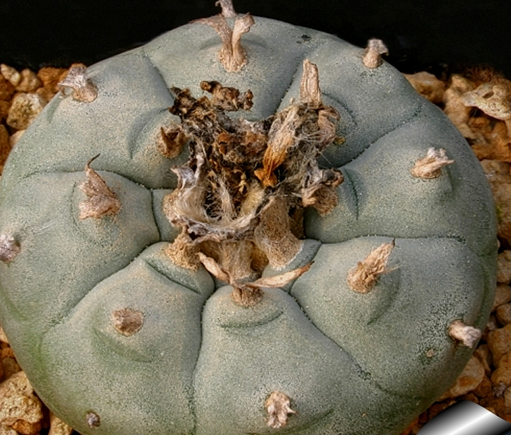 Lophophora williamsii var. Texensis 10 Seeds