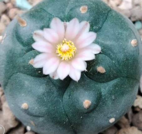 Lophophora williamsii var. Mina Nuevo Leon 10 Seeds