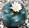 Lophophora williamsii var. Mina Nuevo Leon 10 Seeds