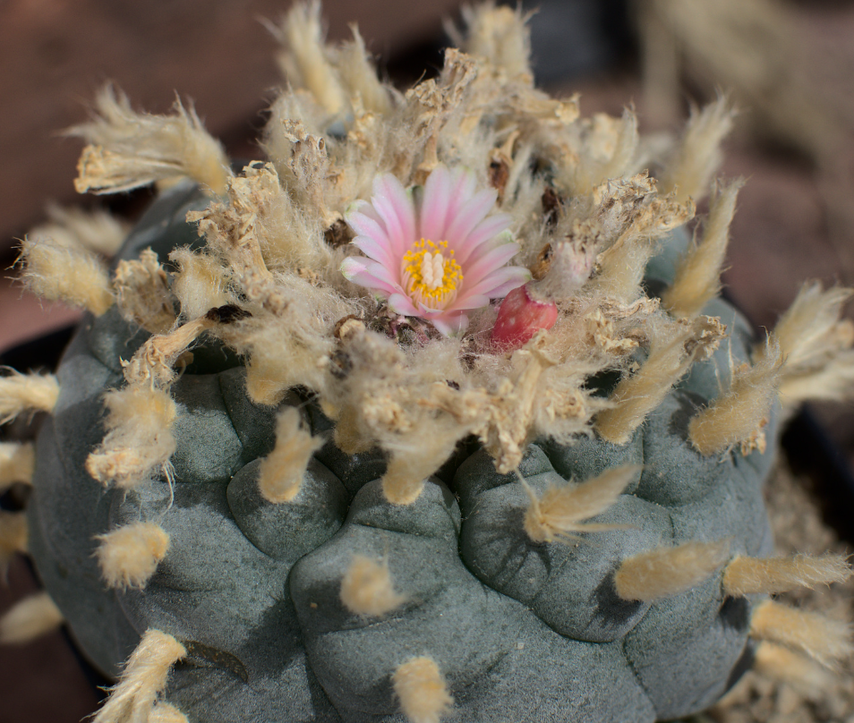 Lophophora williamsii var. Saltillo Monclova 10 Seeds
