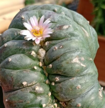 Lophophora williamsii Cristata 10 Seeds