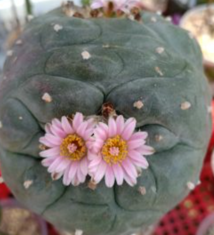 Lophophora williamsii Cristata 10 Seeds