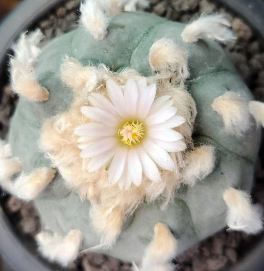 Lophophora williamsii var. El Paso 10 Seeds
