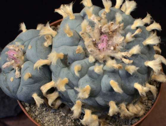 Lophophora williamsii var. Camargo Chihuahua 10 Seeds