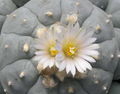 Lophophora williamsii var. Charco Blanco S.L.P 10 Seeds