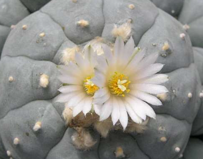 Lophophora williamsii var. Charco Blanco S.L.P 10 Seeds