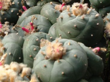 Lophophora williamsii var. La Paloma 10 Seeds