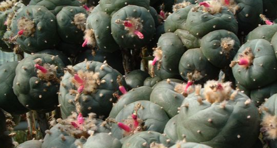 Lophophora williamsii var. La Paloma 10 Seeds