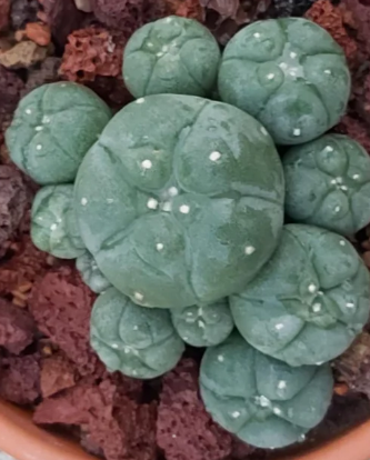 Lophophora williamsii var. Pentagona 10 Seeds
