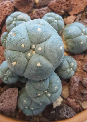 Lophophora williamsii var. Pentagona 10 Seeds