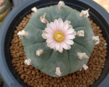 Lophophora williamsii var. Pluricostata Croizat 10 Seeds