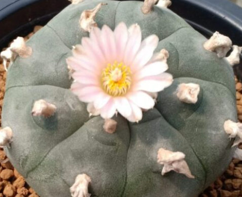 Lophophora williamsii var. Pluricostata Croizat 10 Seeds