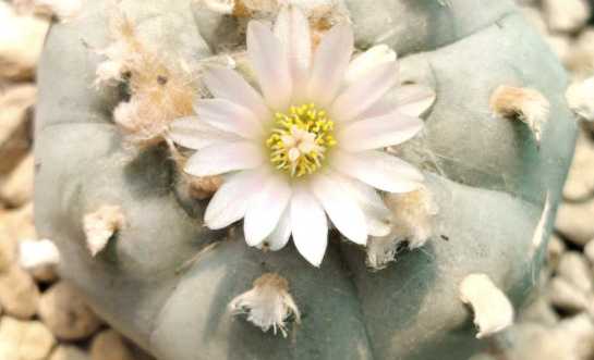 Lophophora williamsii var. Texas Rio Grande Del Sol 10 Seeds