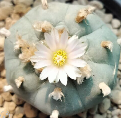 Lophophora williamsii var. Texas Rio Grande Del Sol 10 Seeds