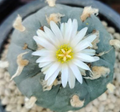 Lophophora williamsii Grandiflora 10 Seeds