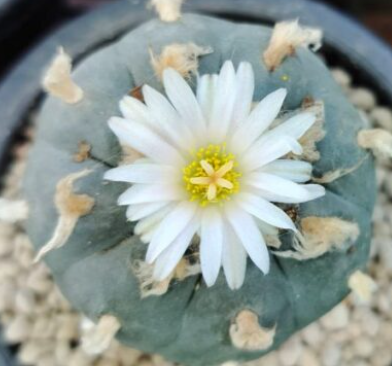 Lophophora williamsii Grandiflora 10 Seeds
