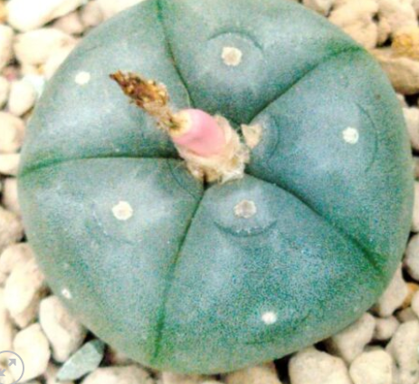 Lophophora williamsii Grandiflora 10 Seeds