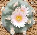 Lophophora williamsii var. Solitaria 10 Seeds