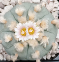 Lophophora williamsii var. Ogata 10 Seeds