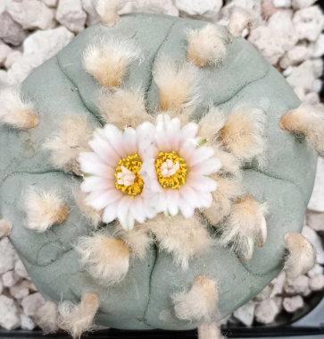 Lophophora williamsii var. Ogata 10 Seeds