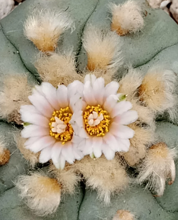 Lophophora williamsii var. Ogata 10 Seeds