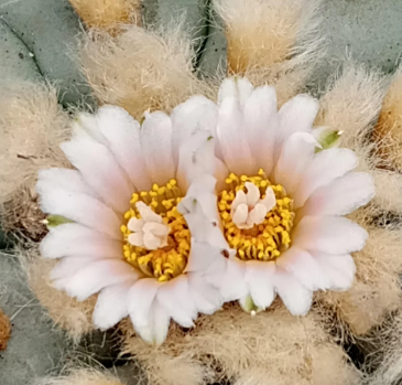 Lophophora williamsii var. Ogata 10 Seeds