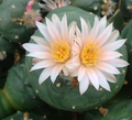 Lophophora koehresii San Bartolo San Luis Potosi 10 Seeds