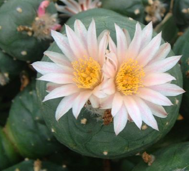 Lophophora koehresii San Bartolo San Luis Potosi 10 Seeds