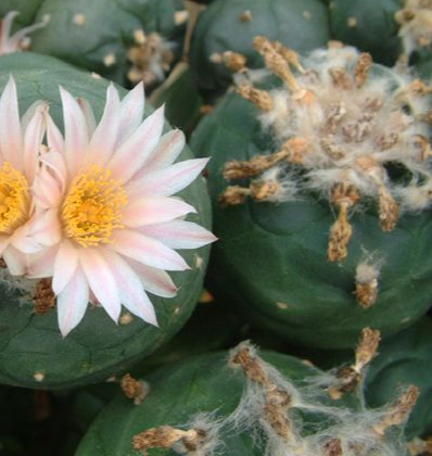 Lophophora koehresii San Bartolo San Luis Potosi 10 Seeds