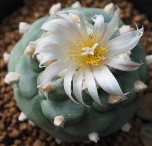 Lophophora koehresii La Morita S.L.P 10 Seeds