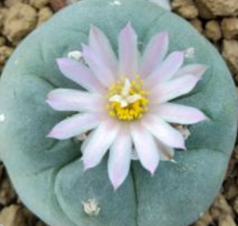 Lophophora Fricii var. Coahuila Sierra Zavaleta 10 Seeds