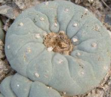 Lophophora Fricii var. Coahuila Sierra Zavaleta 10 Seeds
