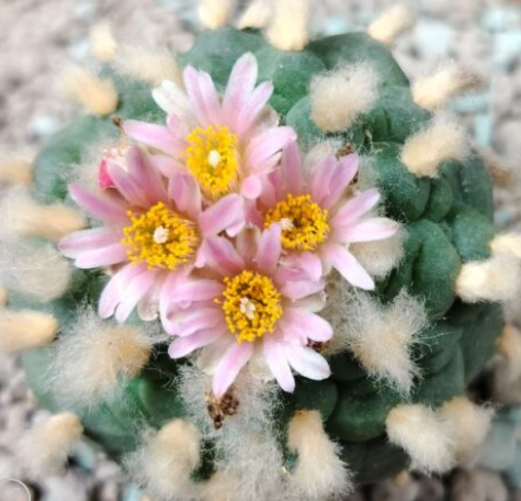 Lophophora Fricii var. San Pedro 10 Seeds