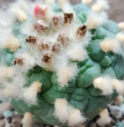 Lophophora Fricii var. San Pedro 10 Seeds