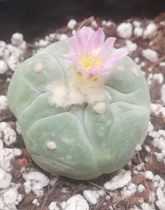Lophophora Fricii cv Takenaka 10 Seeds