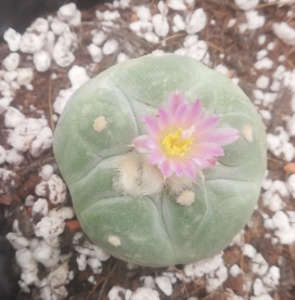 Lophophora Fricii cv Takenaka 10 Seeds