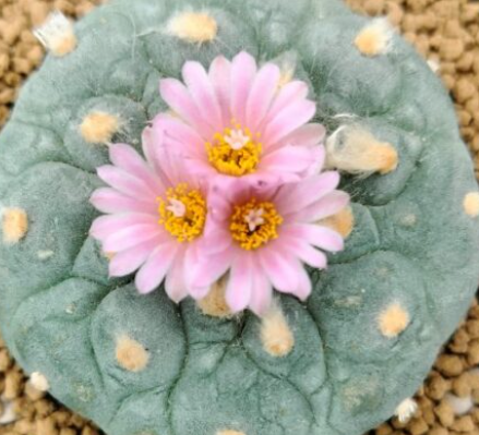 Lophophora Fricii cv Takenaka 10 Seeds