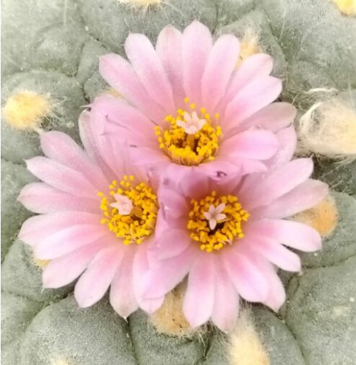 Lophophora Fricii cv Takenaka 10 Seeds