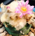 Lophophora Fricii cv Takenaka lizard skin fluffy hair 10 Seeds
